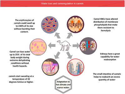 Camel Proteins and Enzymes: A Growing Resource for Functional Evolution and Environmental Adaptation